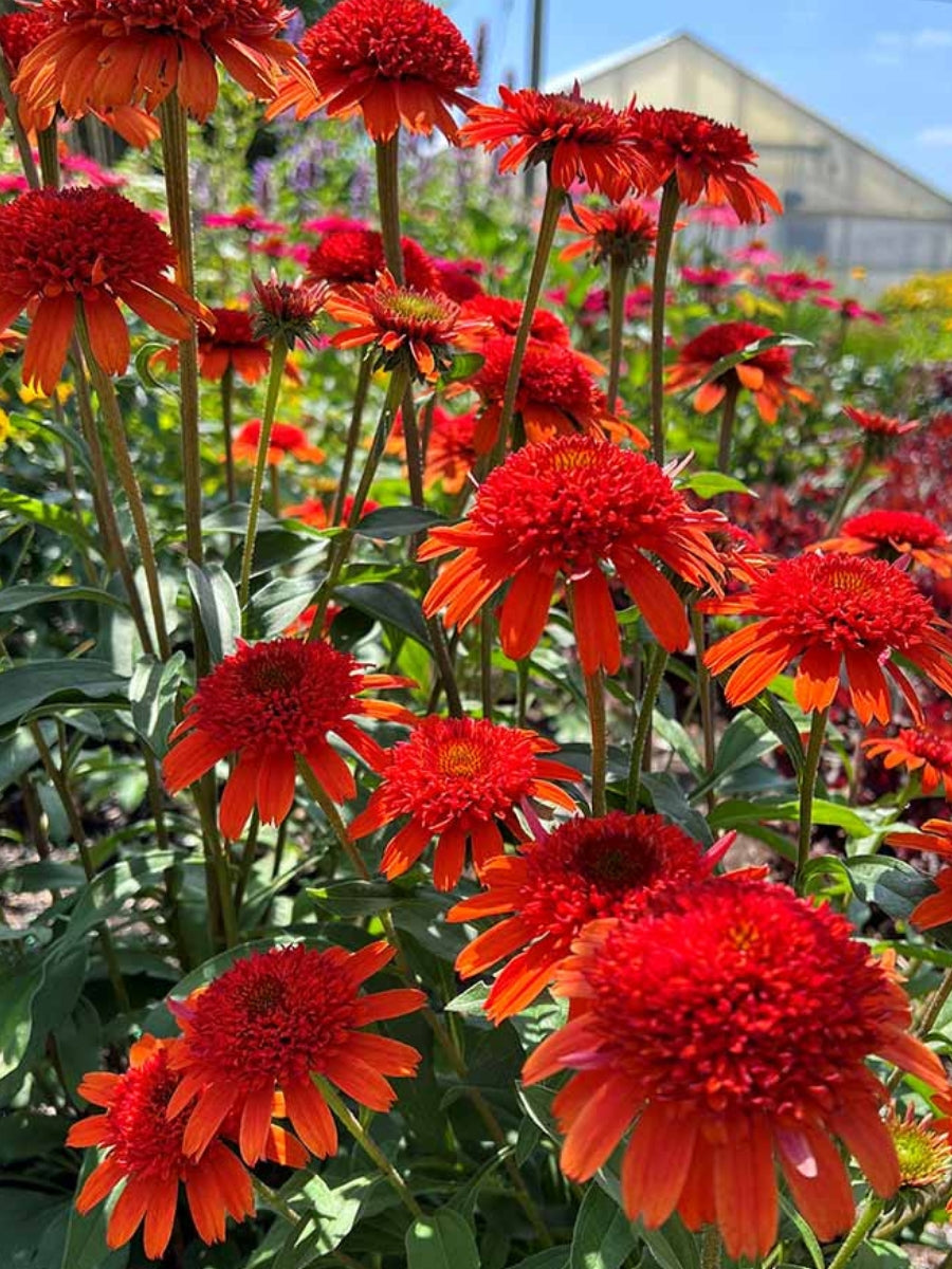 Echinacea 'Moab Sunset' 1G