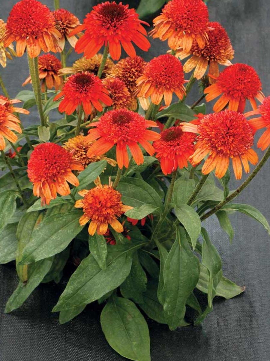 Echinacea 'Moab Sunset' 1G