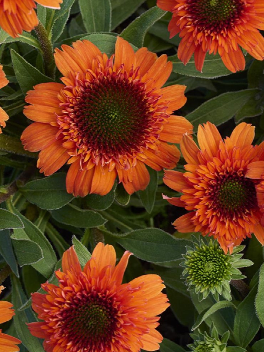 Echinacea 'Moab Sunset' 1G