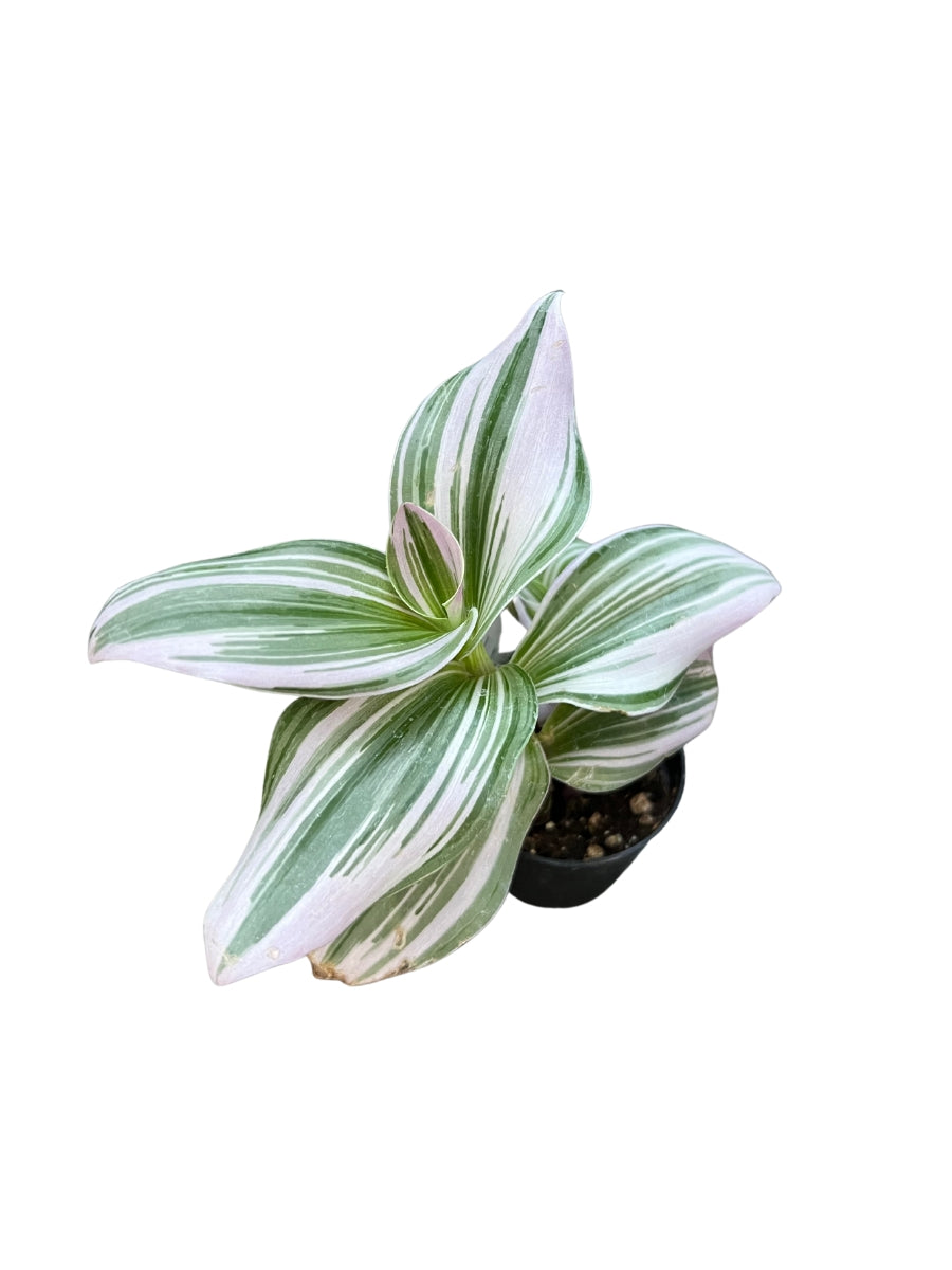 tradescantia nanouk succulent Tradescantia Nanouk Wandering Jew - Live in a 4 Inch Pot - Tradescantia Albiflora