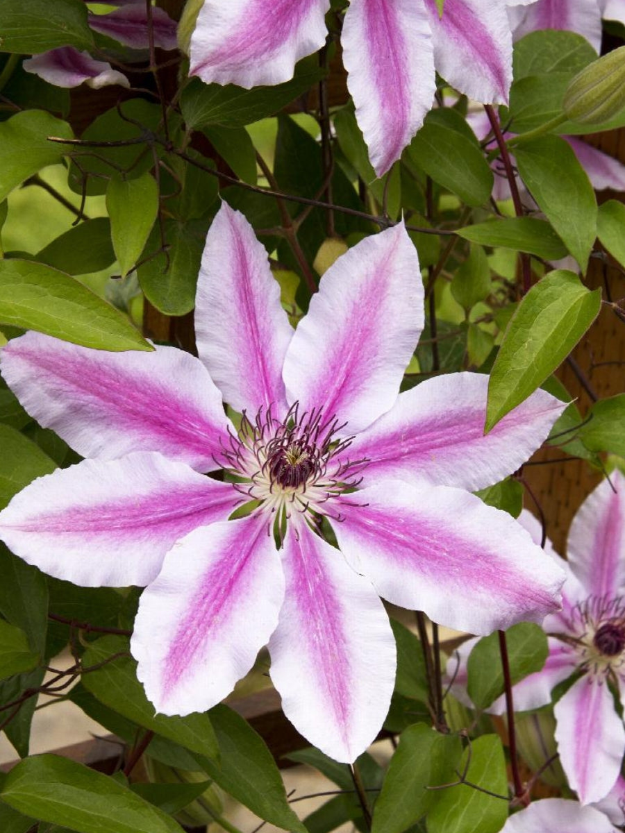 Clematis Nelly Moser