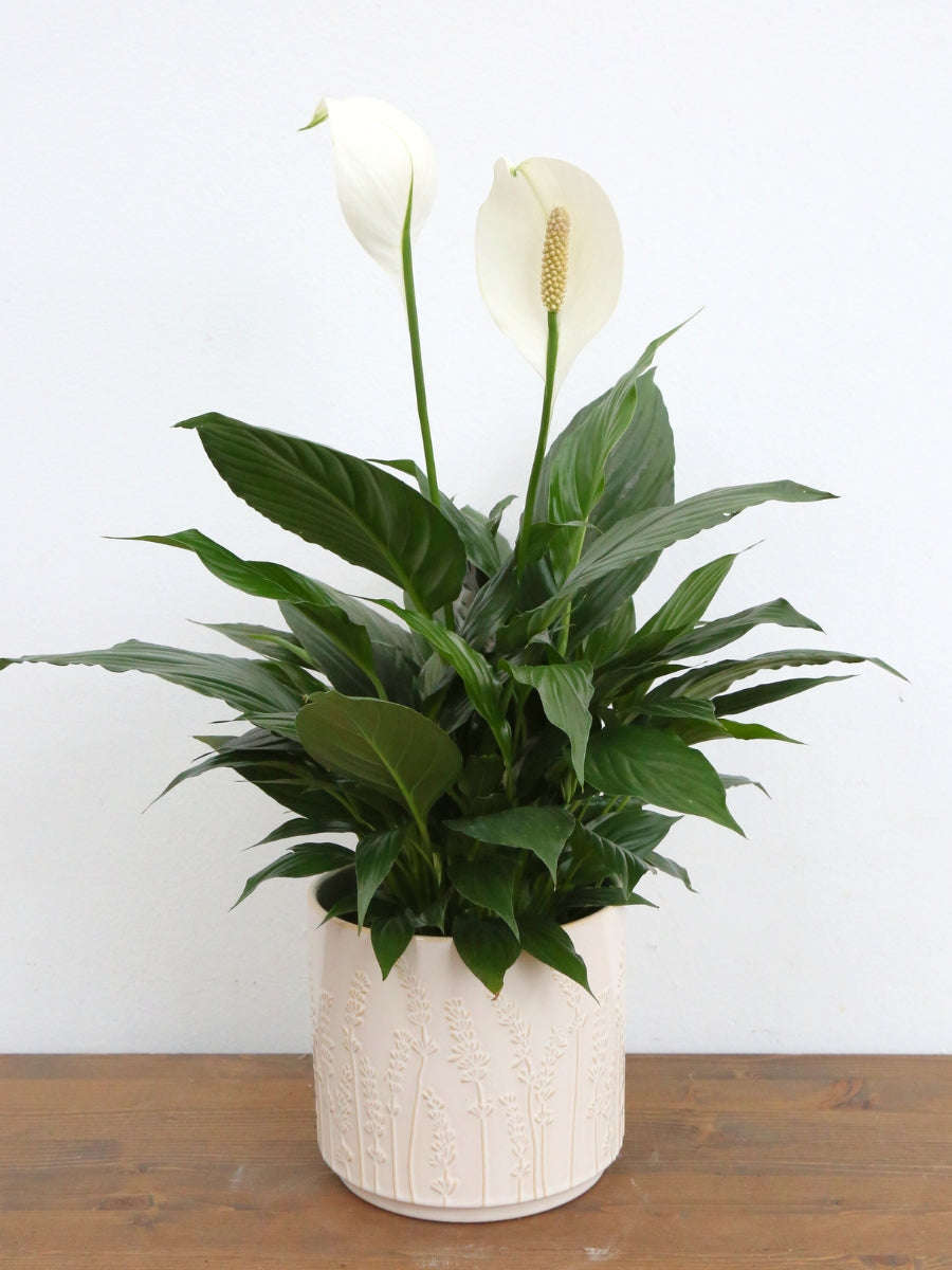 Spathiphyllum 'Peace Lily'