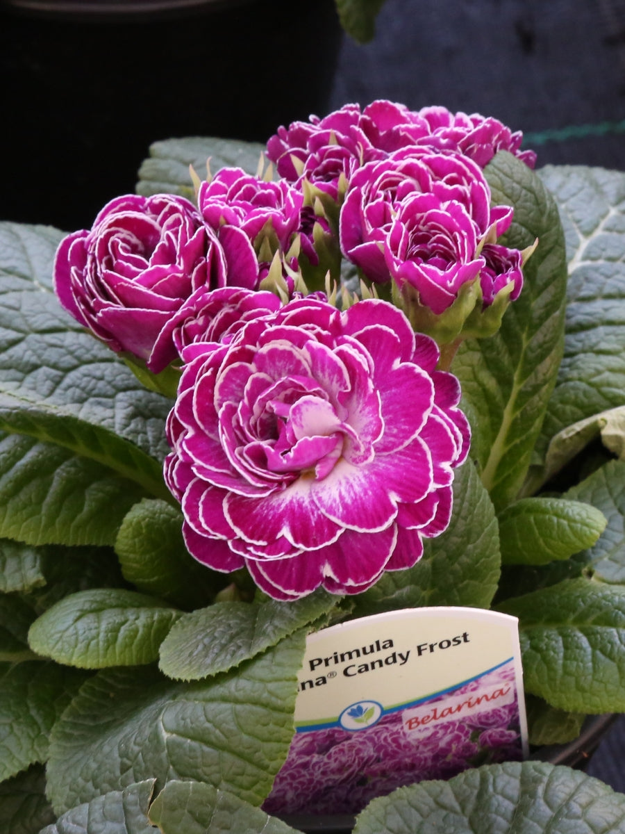 Primula Belarina 'Candy Frost' Qt.