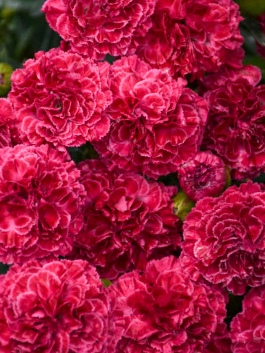 Dianthus Fruit Punch® 'Raspberry Ruffles' 1G