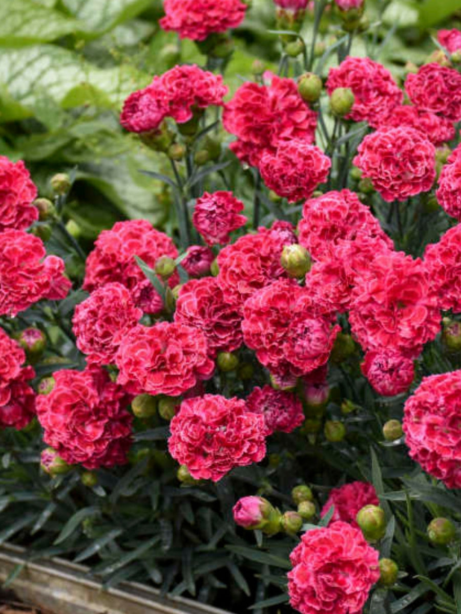 Dianthus Fruit Punch® 'Raspberry Ruffles' 1G