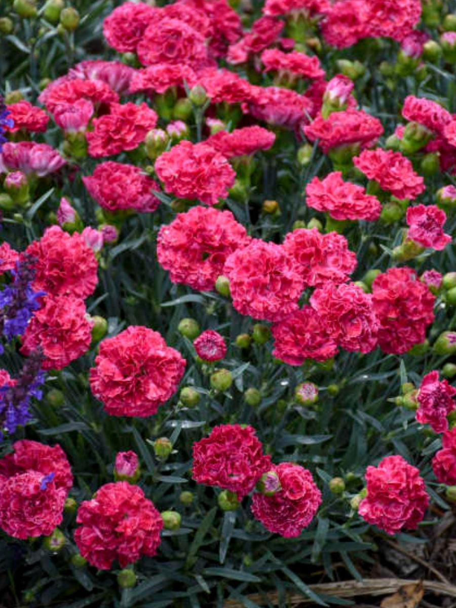 Dianthus Fruit Punch® 'Raspberry Ruffles' 1G