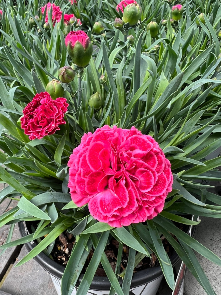 Dianthus Fruit Punch® 'Raspberry Ruffles' 1G