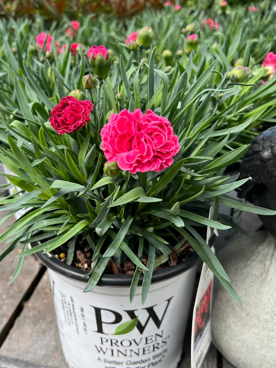 Dianthus Fruit Punch® 'Raspberry Ruffles' 1G