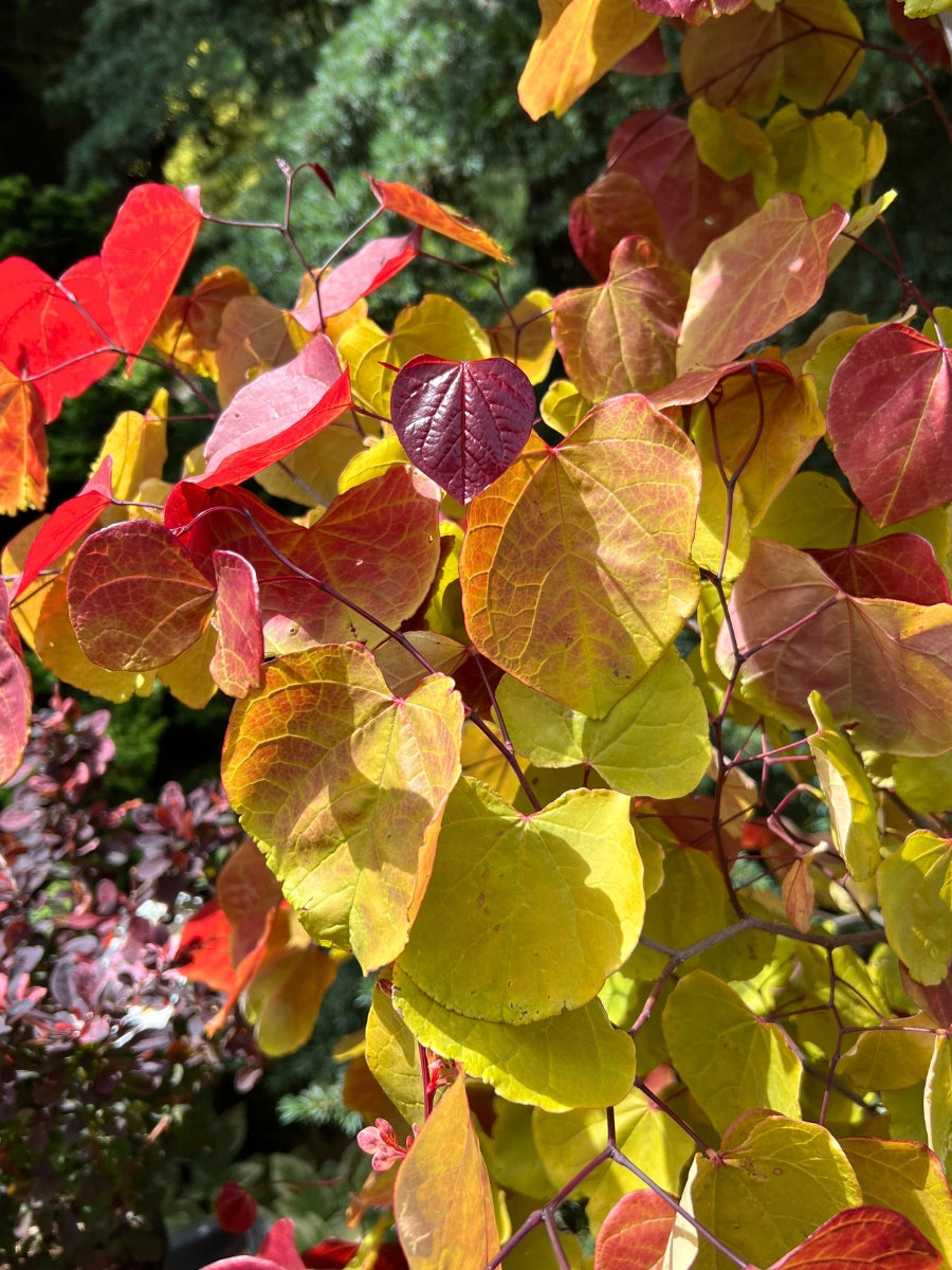 Cercis canadensis 'Flame Thrower' | Rosebud 7 Gallon