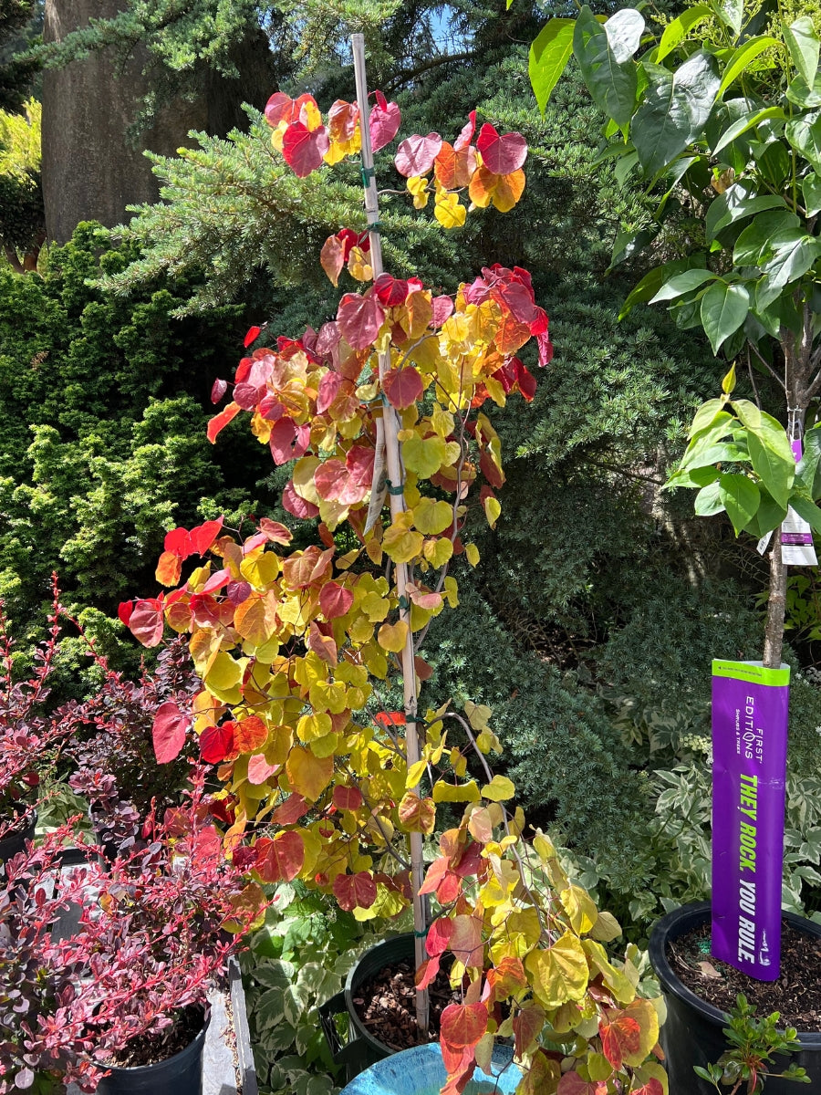 Cercis canadensis 'Flame Thrower' | Rosebud 7 Gallon