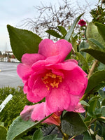 Camellia sasanqua 'Showa-no-Sakae' 5G