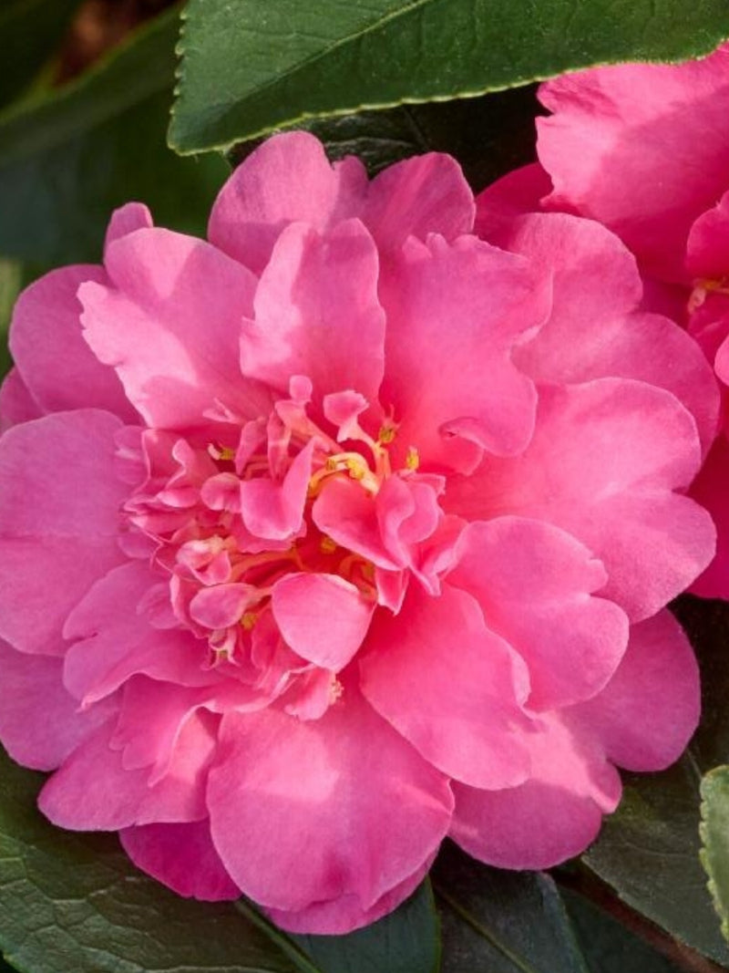 Camellia sasanqua 'Showa-no-Sakae' 5G