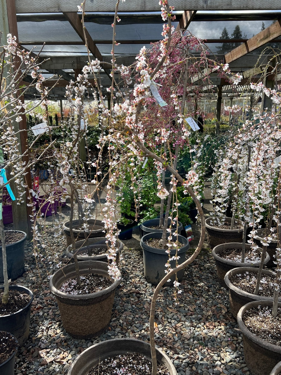 Prunus 'Snow Fountain Contorted' | Weeping Flowering Cherry 6'