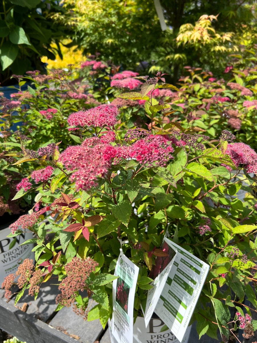 Spiraea 'Double Play® Red' 2G