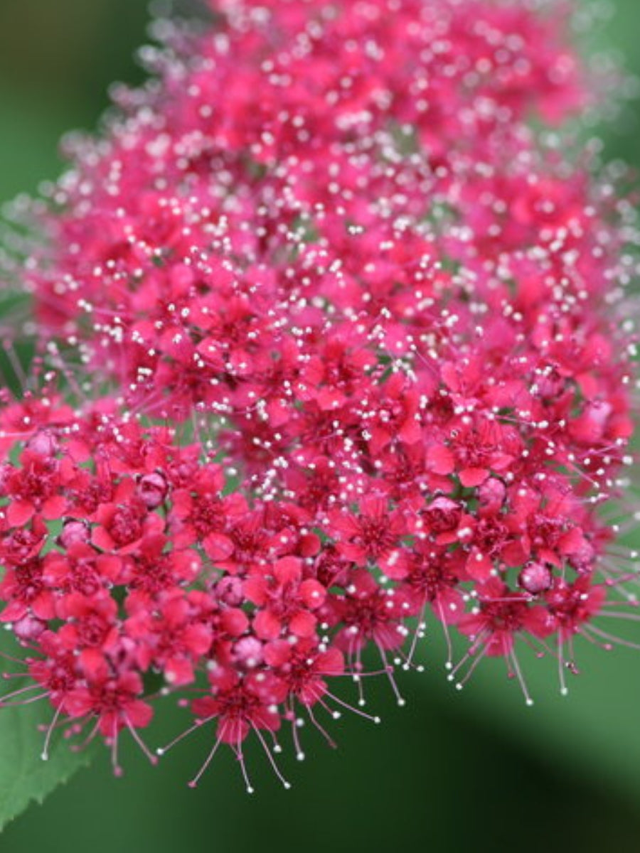 Spiraea 'Double Play® Red' 2G