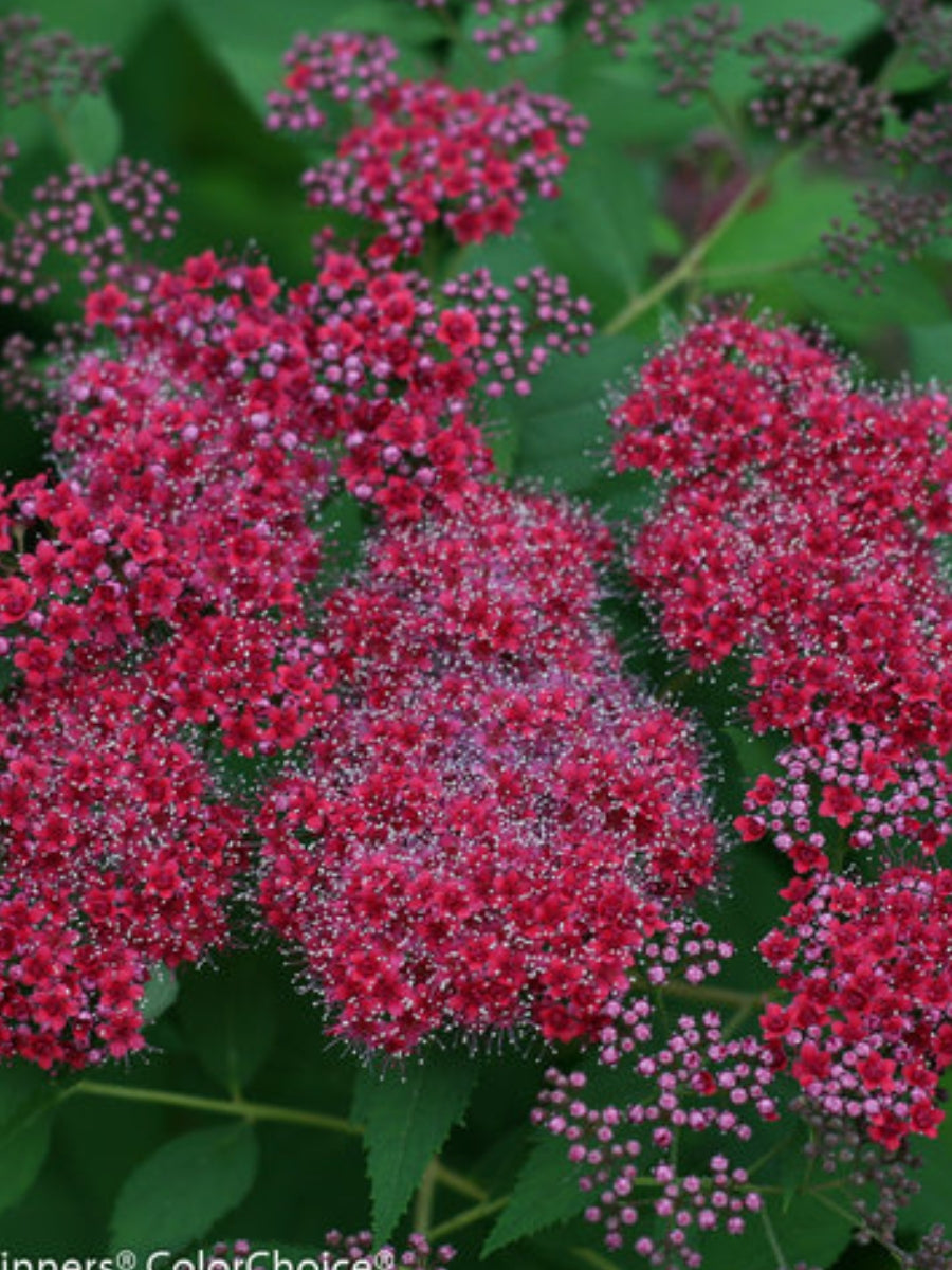 Spiraea 'Double Play® Red' 2G