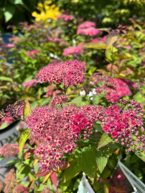 Spiraea 'Double Play® Red' 2G