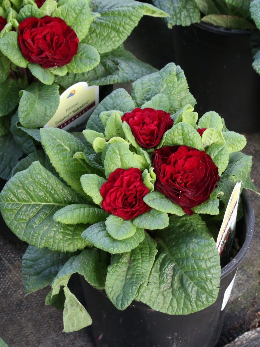 Primula Belarina 'Valentine' Qt.