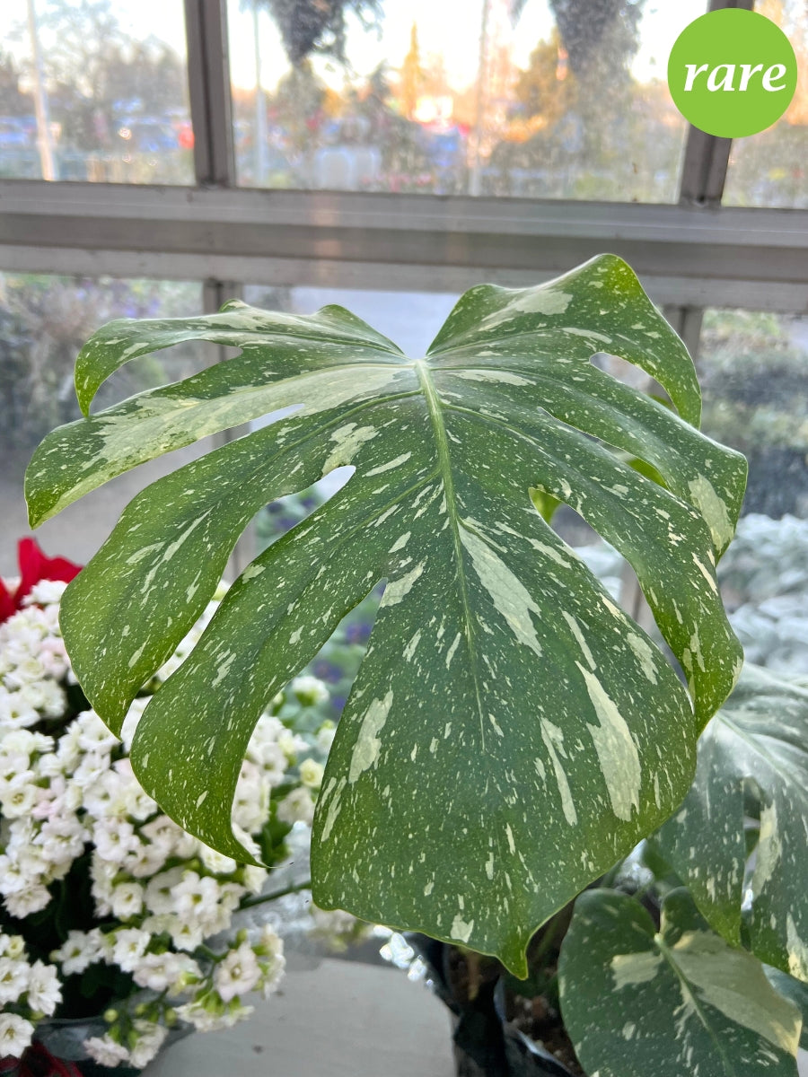 Monstera Deliciosa 'Thai Constellation'