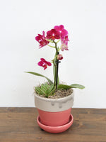 Valentine's Original Design Orchid Pink Pot