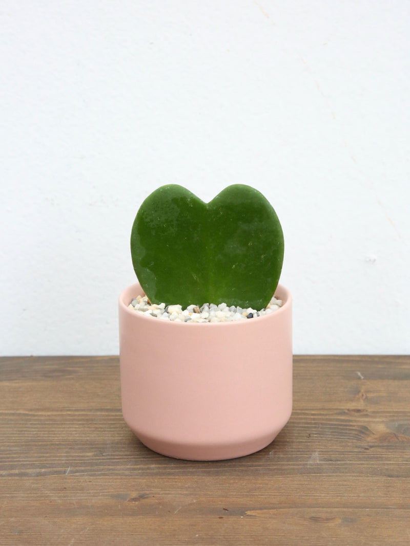 Valentine's Original Design Heart Succulent