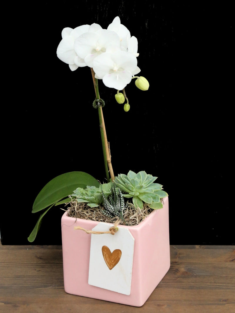 Valentine's Original Design Orchids & Succulents Square Light Pink Pot