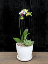 Valentine's Original Design Orchid White Pot