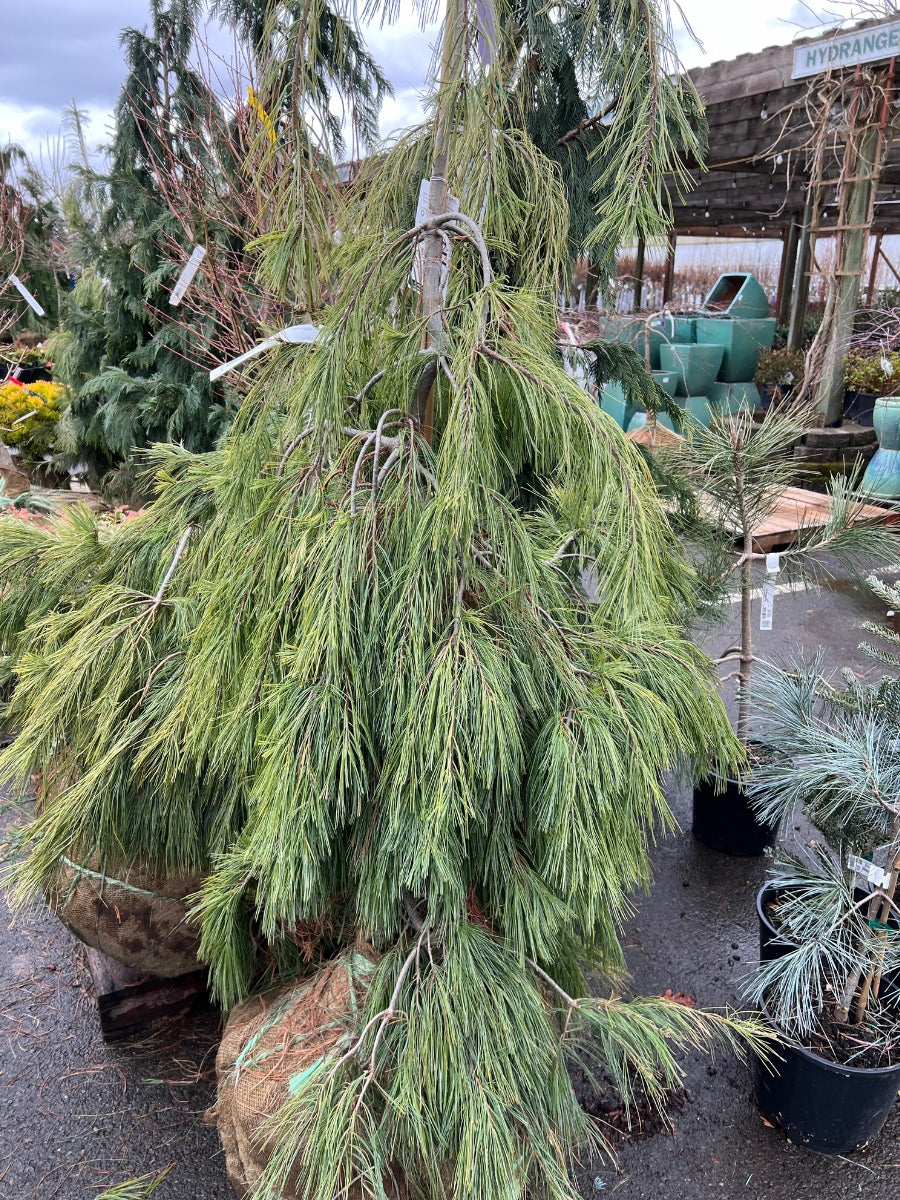 Eastern White Pine 'Angel Falls' 4-5'