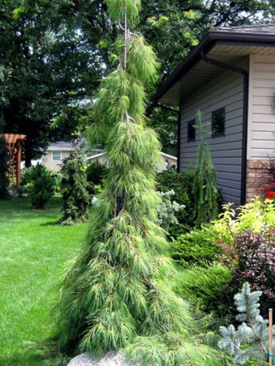 Eastern White Pine 'Angel Falls' 4-5'