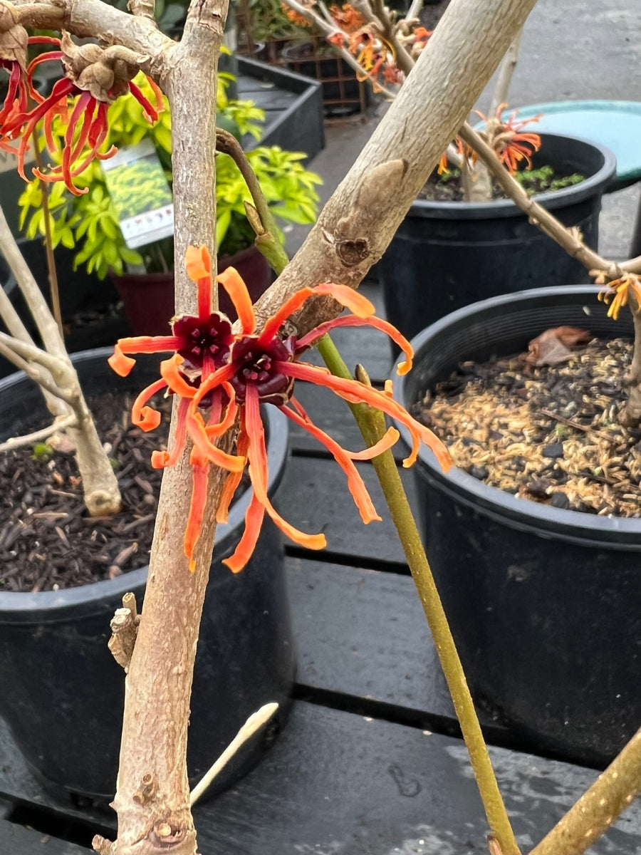 Hamamelis Witch Hazel 'Jelena' 5G