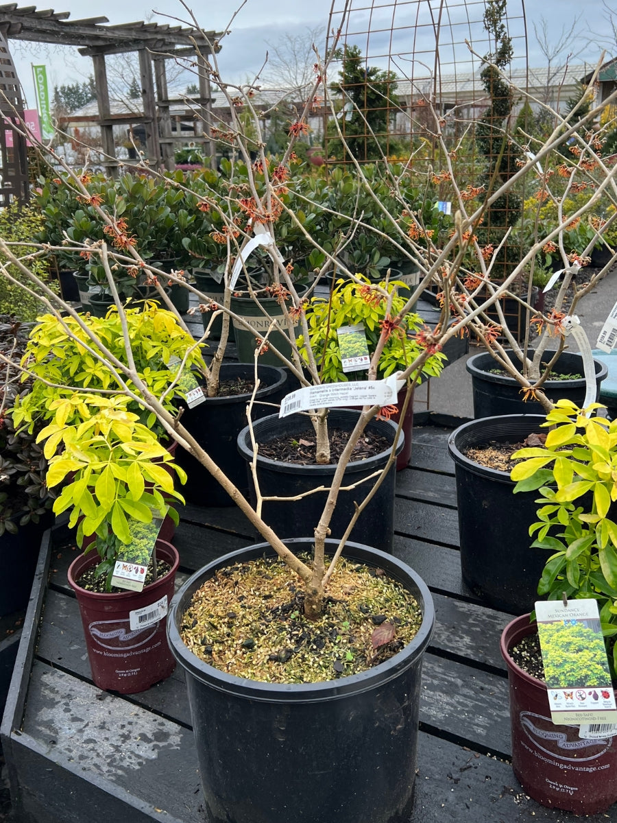 Watson's Greenhouse 