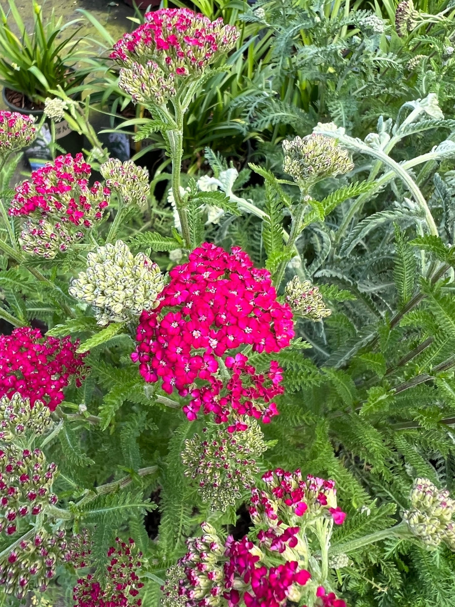 Yarrow Achillea New Vintage Violet 1G