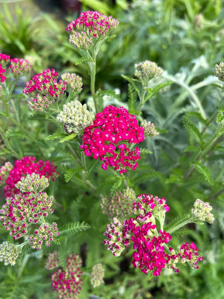 Yarrow Achillea New Vintage Violet 1G