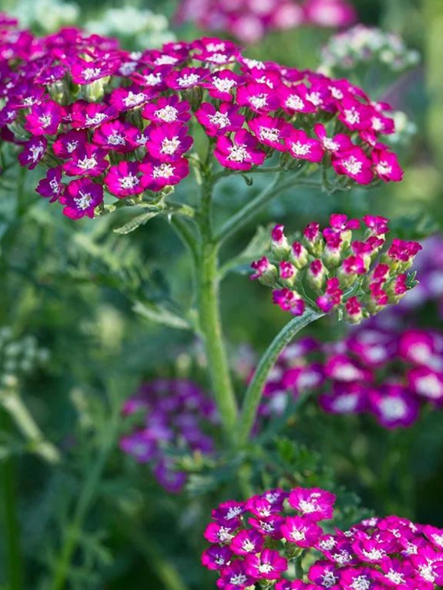 Yarrow Achillea New Vintage Violet 1G