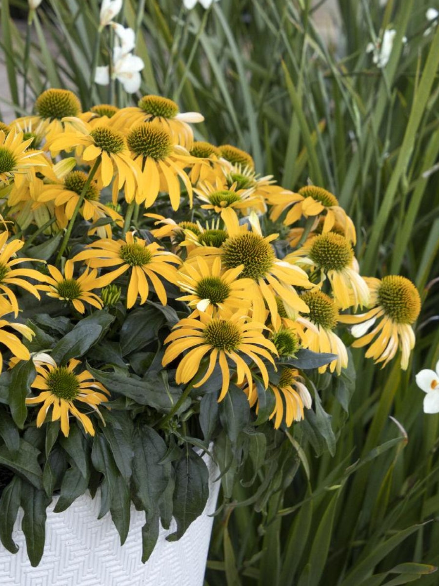 Echinacea Evolution™ Yellow Falls™ 1G