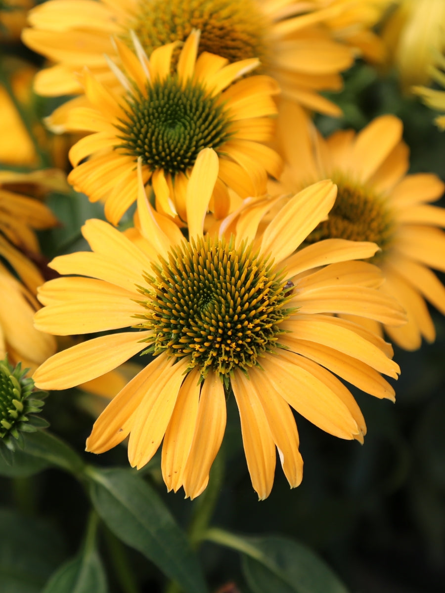Echinacea Evolution™ Yellow Falls™ 1G