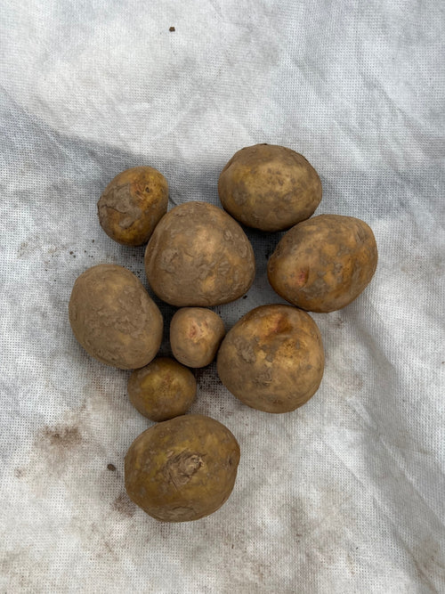 Seed Potato | Yukon Gold