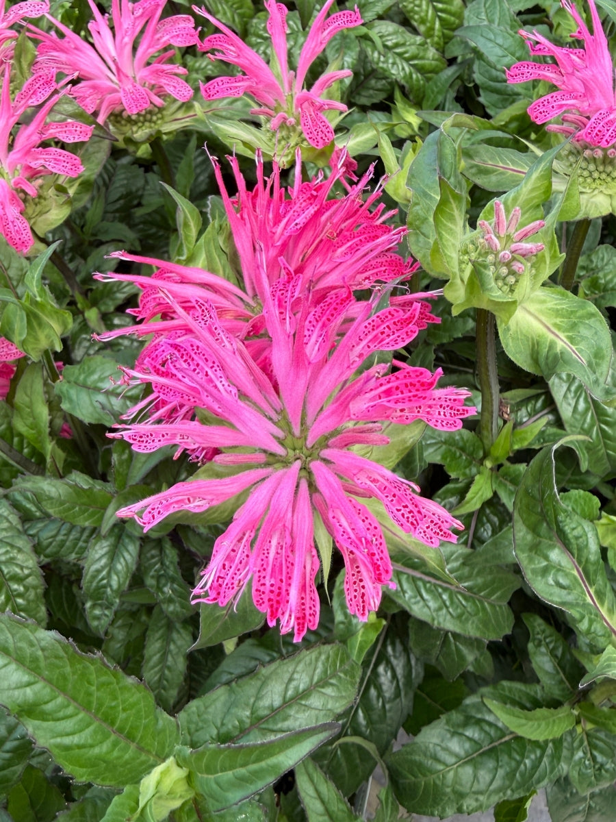 Monarda Electric Neon Pink 1G