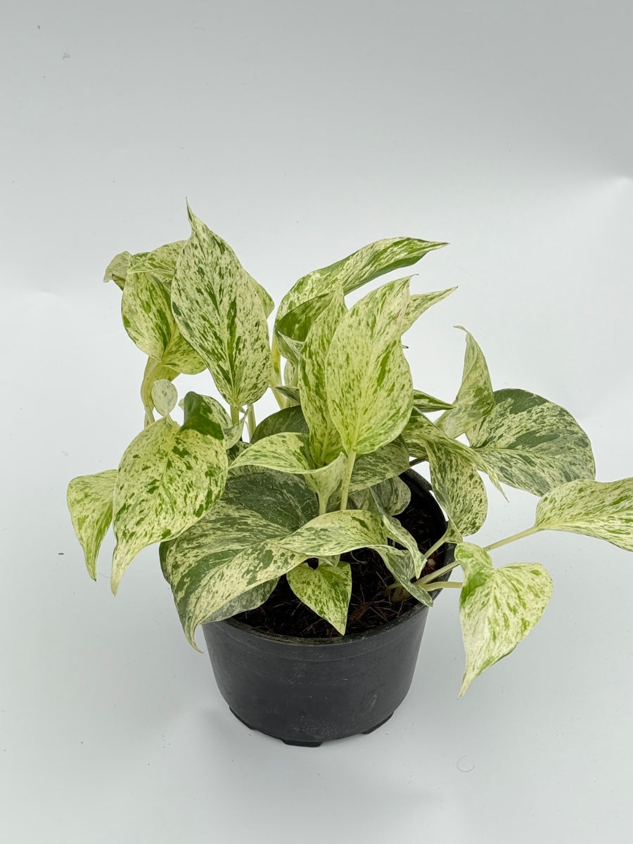 Epipremnum Pothos Snow Queen 6''