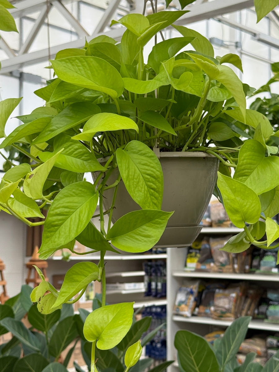Hanging Basket Pothos 'Neon Queen'