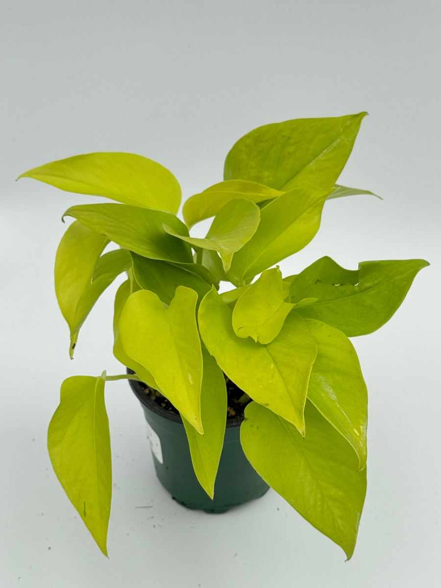 Pothos ‘Neon’ 4"