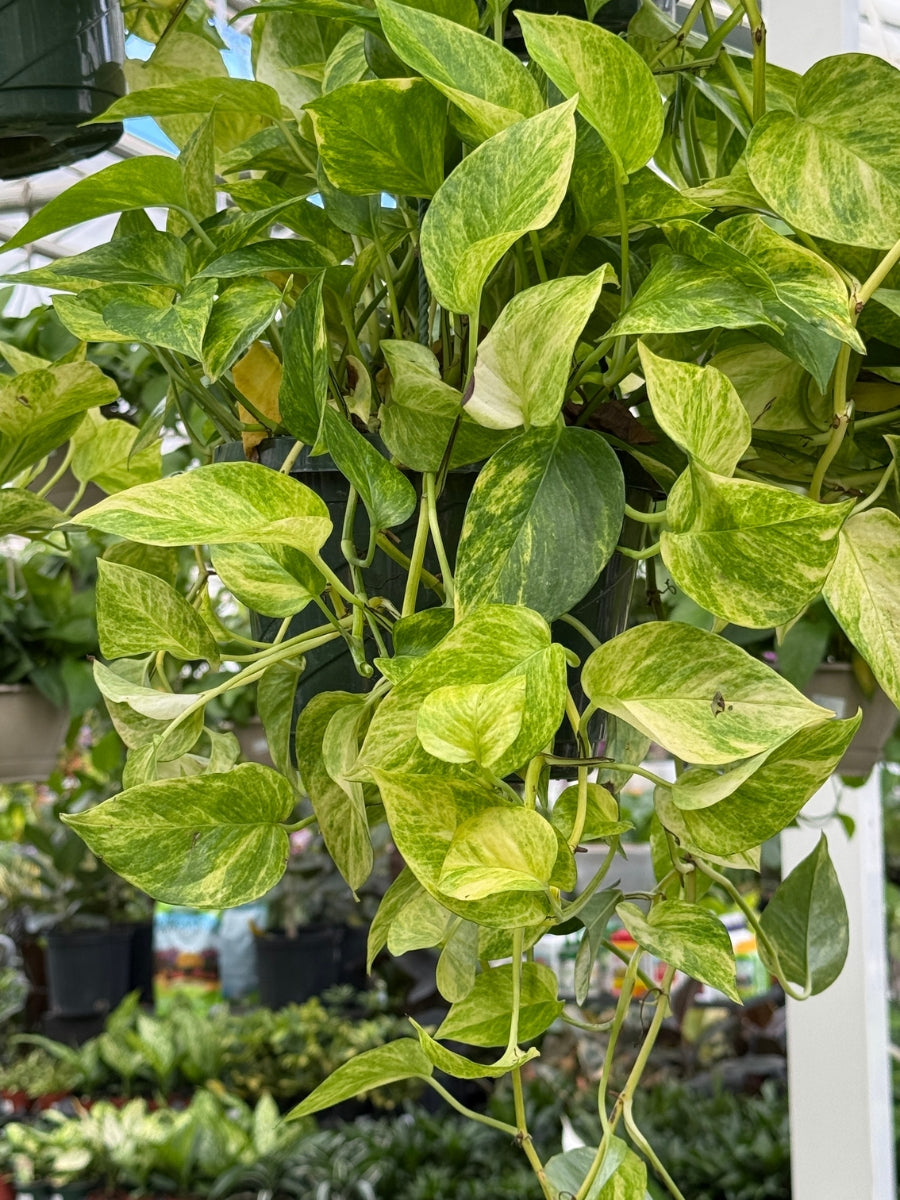 Pothos 'Marble Queen' Hanging Basket 8"
