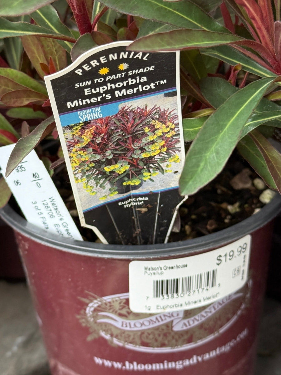 Euphorbia 'Miner's Merlot' 1G