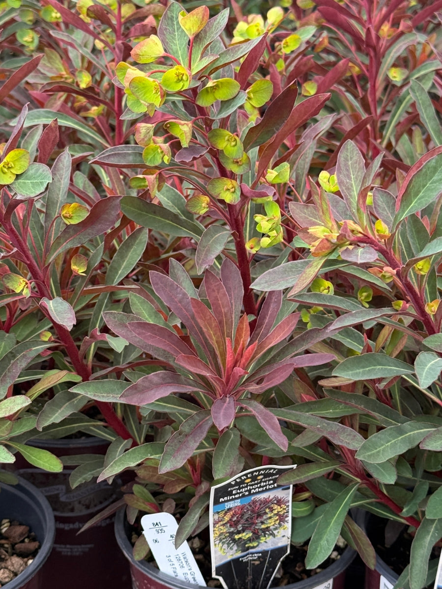 Euphorbia 'Miner's Merlot' 1G