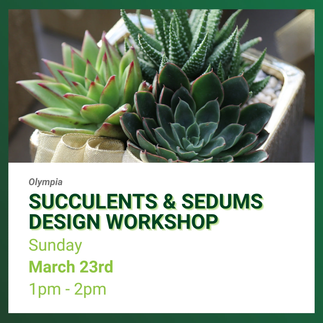 Succulents & Sedums Workshop, Olympia, Sunday March 23rd 1PM