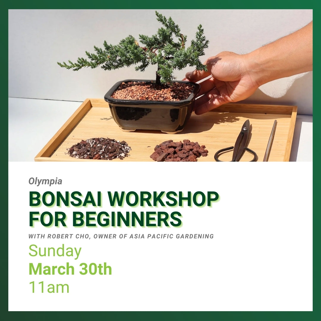 Bonsai Workshop for Beginners with Robert Cho, Olympia, 11am, Sunday, March 30th