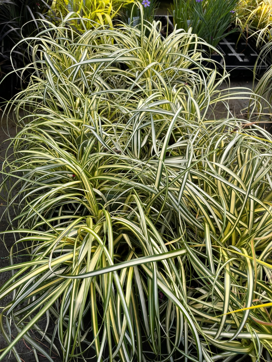 Carex 'Moon Falls' 1G
