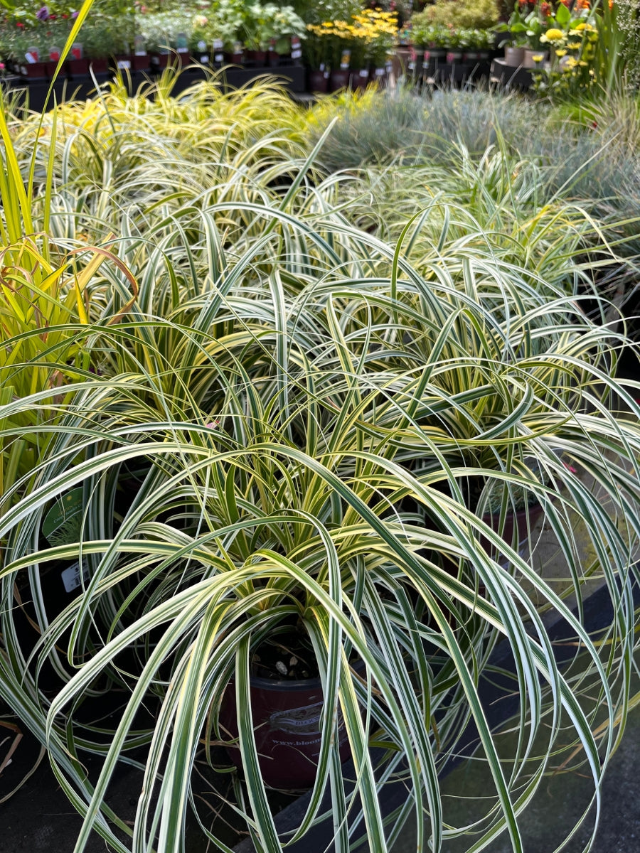 Carex 'Feather Falls' 1G