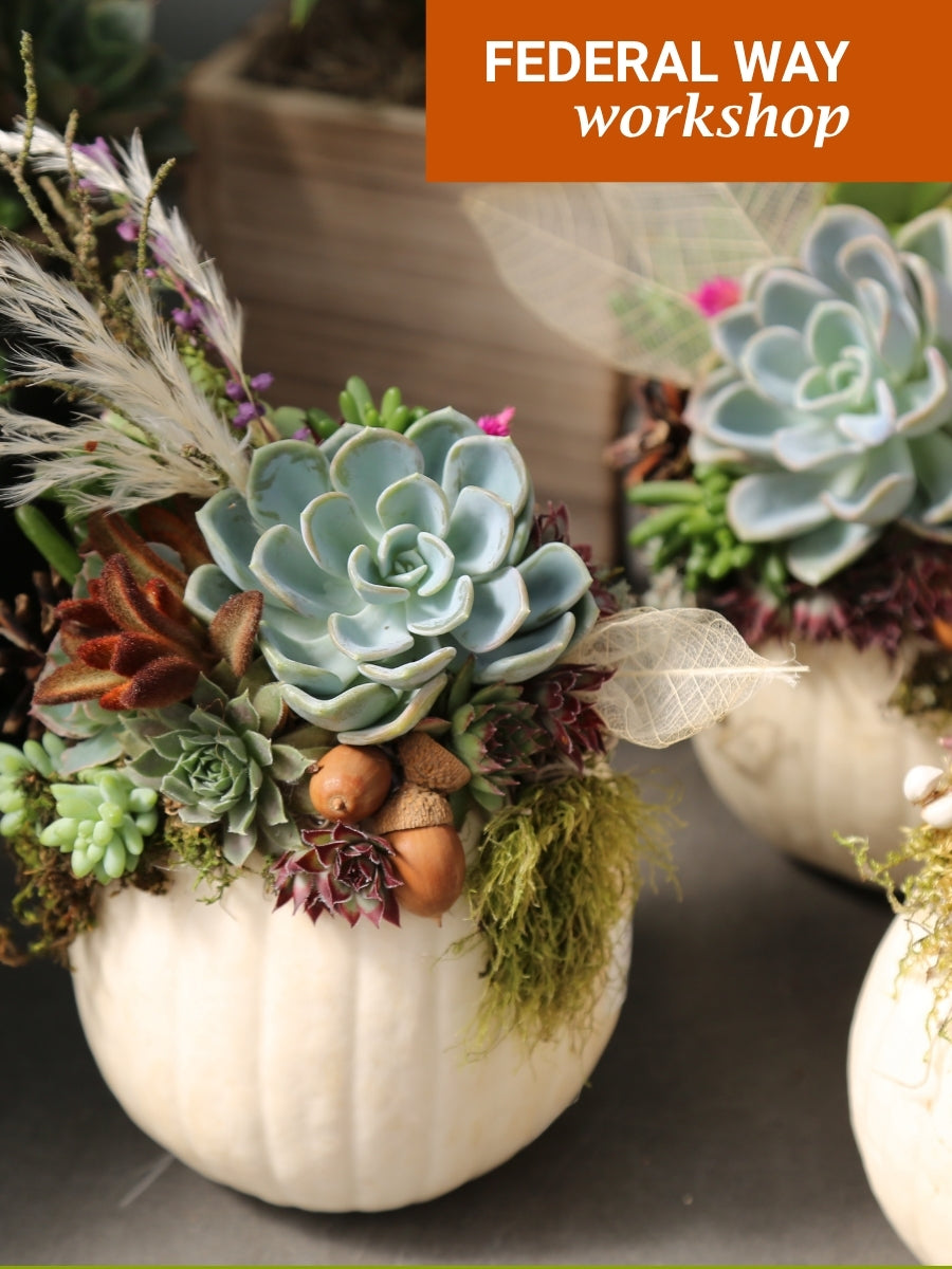 Sedum Pumpkin Workshop, Federal Way, Oct 18th, 1PM