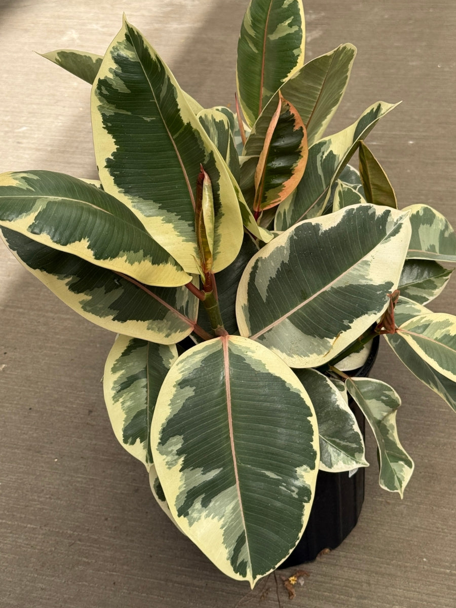 Ficus Elastica Rubber Plant 'Tineke' 8''